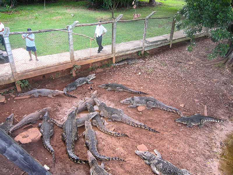 Zoo-Crocodile Farm