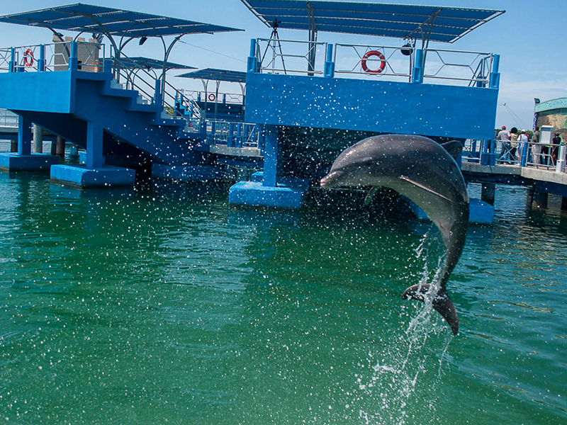 Cayo Santa María Dolphinarium