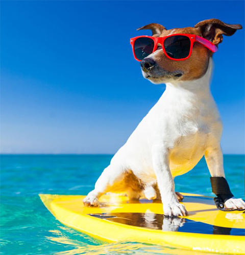                     Pet-friendly Hotels reservation in Cuba
