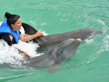 Interacting with dolphins