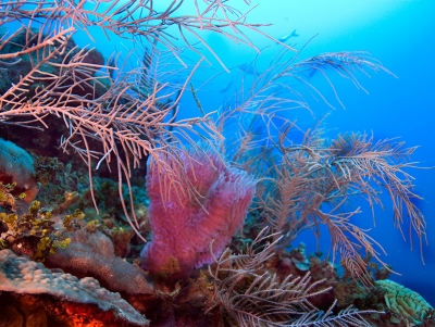 Atracciones en Arrecife coralino
