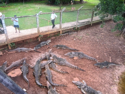 Zoo-Crocodile Farm Attractions