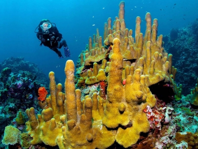 Coral Reef at Santa Lucía Beach Attractions