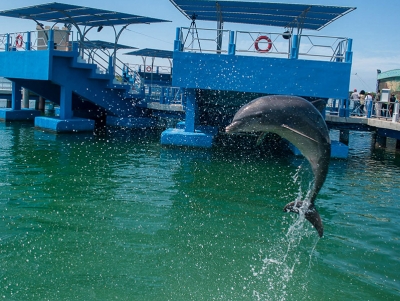 Cayo Santa María Dolphinarium
